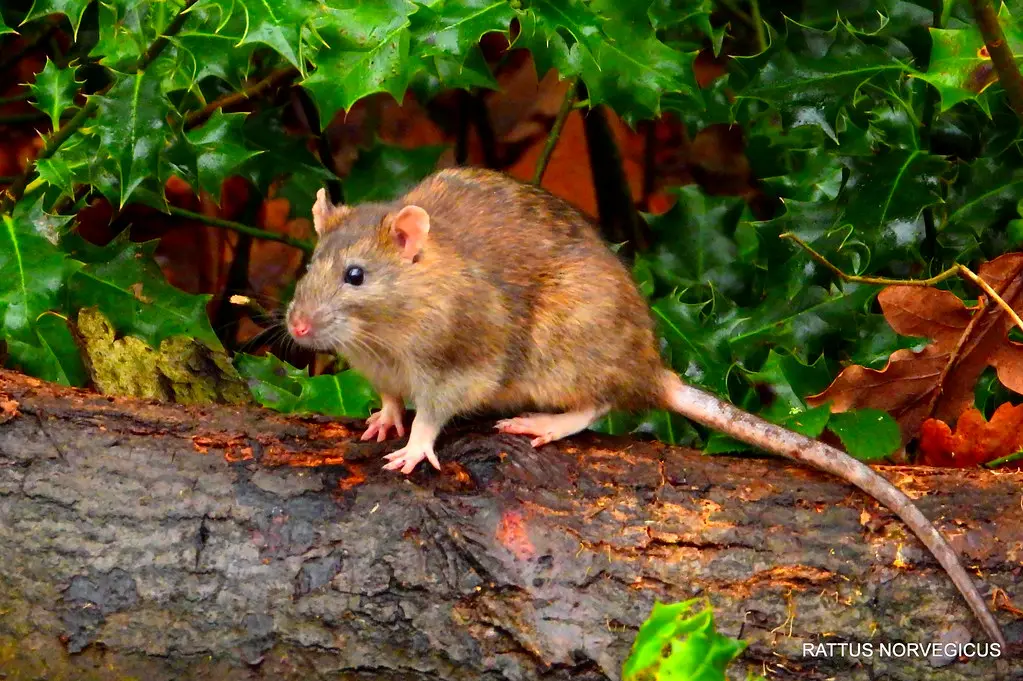 Bruine rat op een houten balk